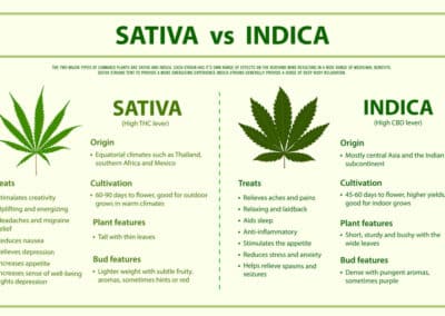 Cannabis Guide: Indica vs Sativa vs Hybrid