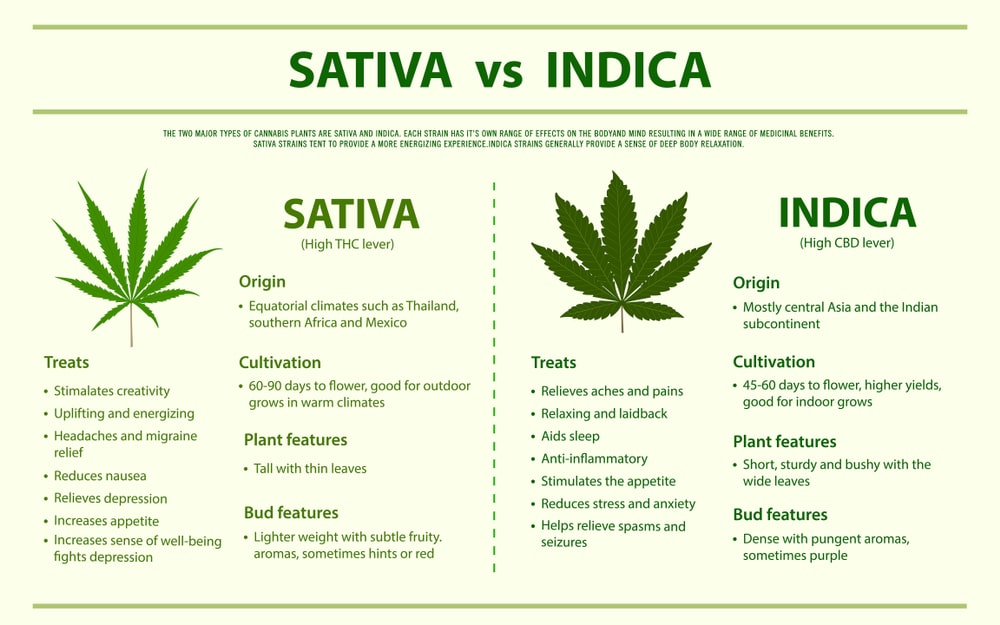Cannabis Guide: Indica vs Sativa vs Hybrid