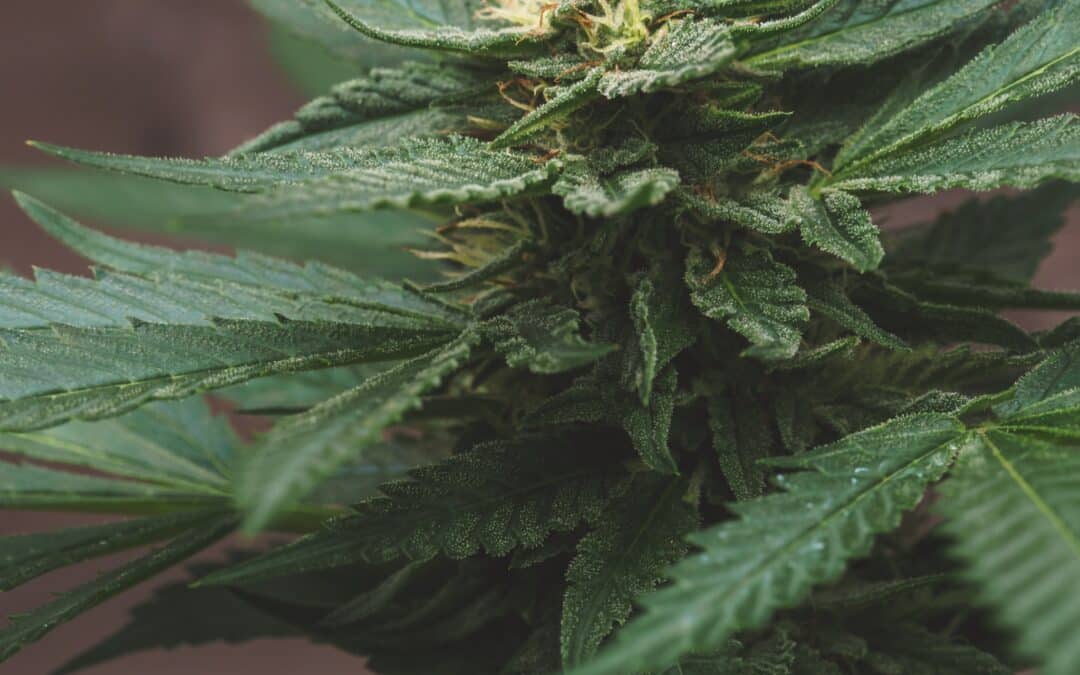 Cannabis Guide: Understanding Terpenes
